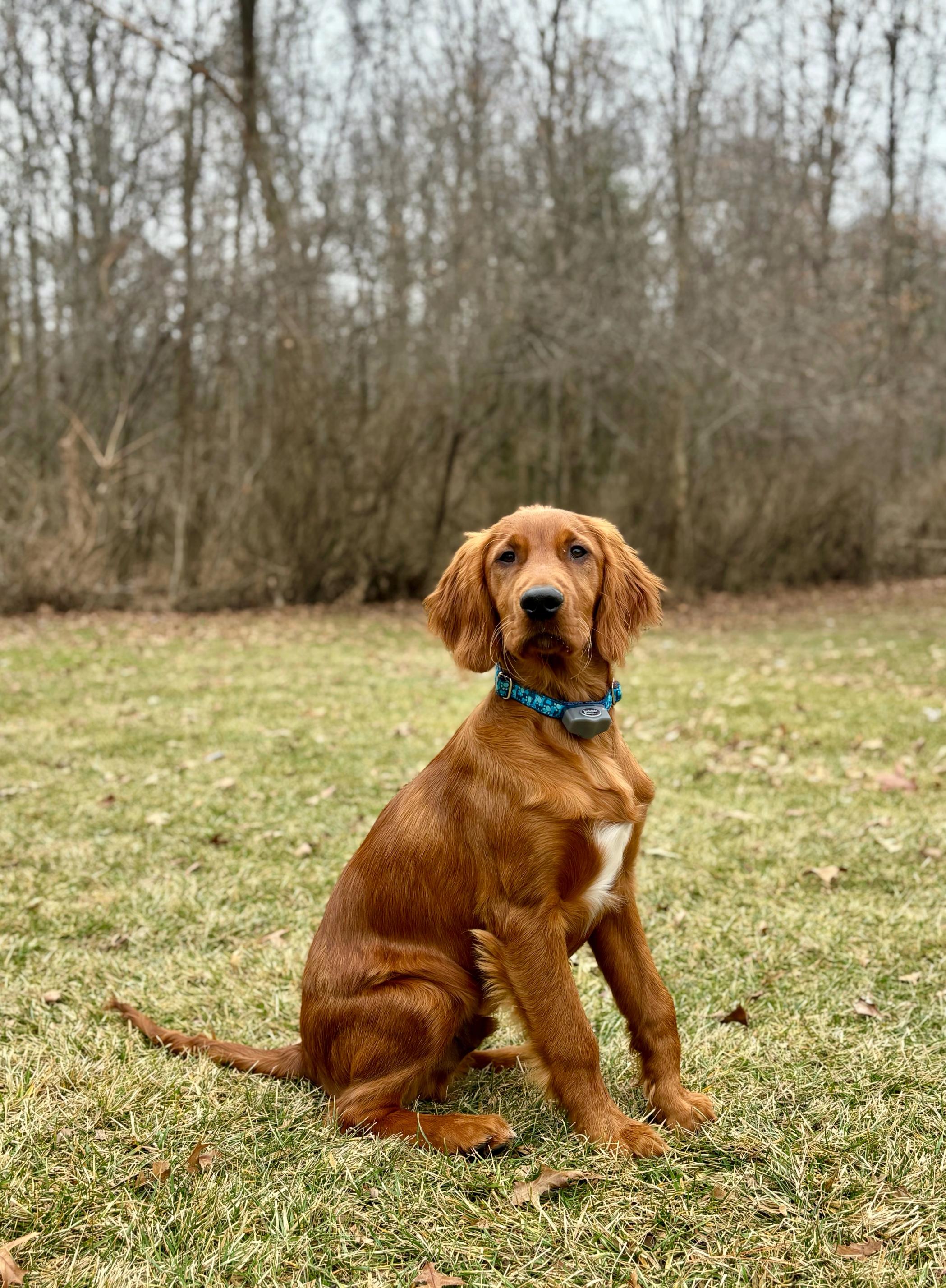 Dog sitting in yard with trees in background wearing Invisible Fence Brand collar