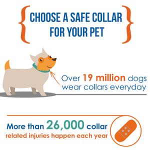 dog collar accidents