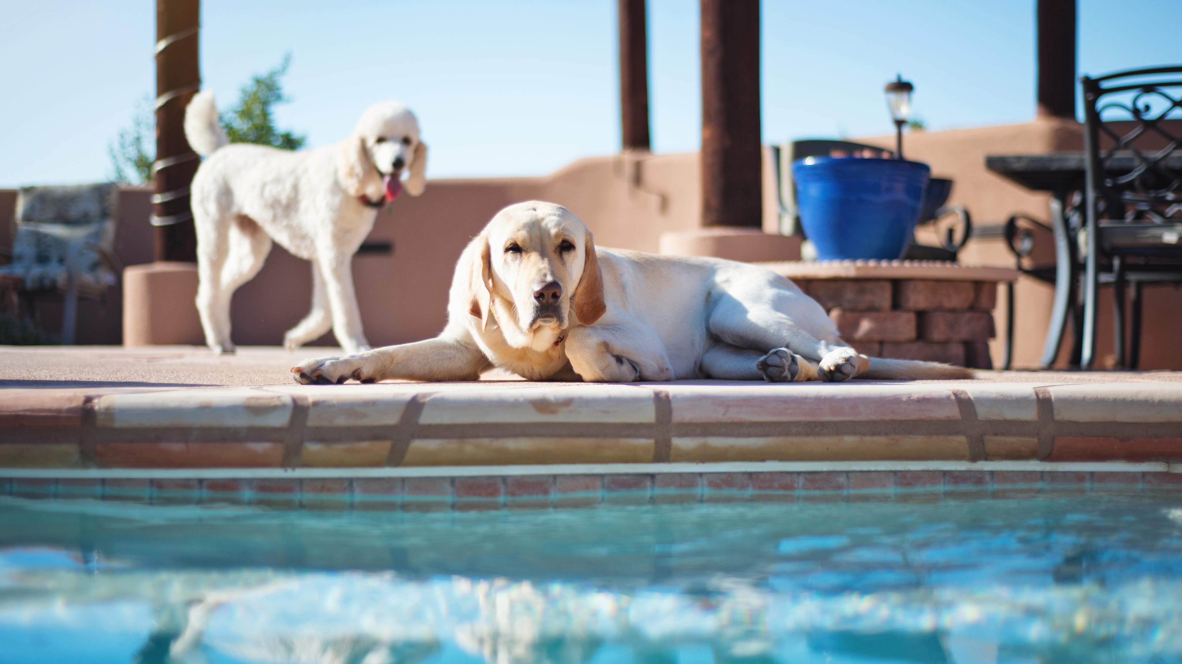 white poodle and yellow lab laying next too pool