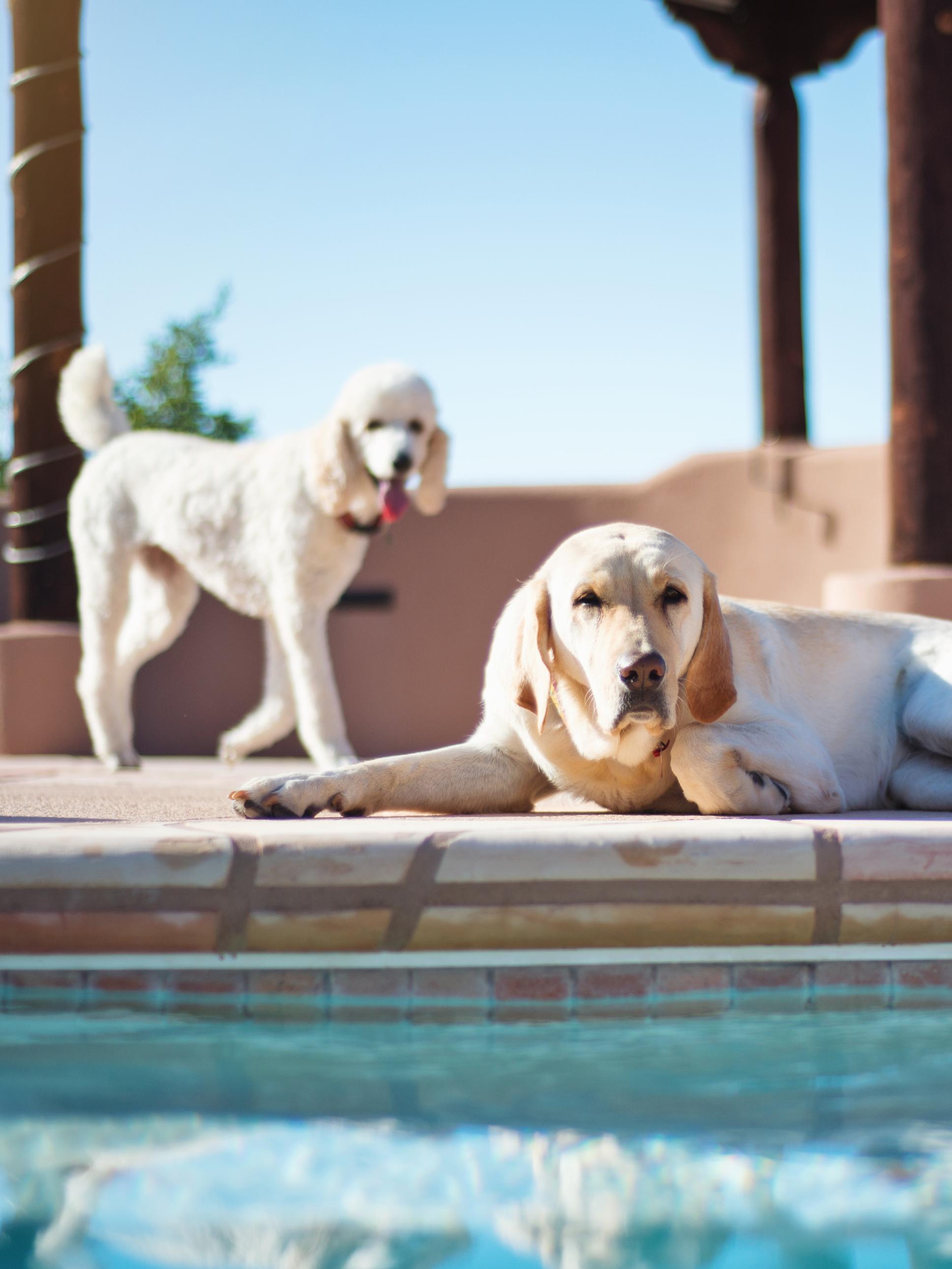 white poodle and yellow lab laying next too pool