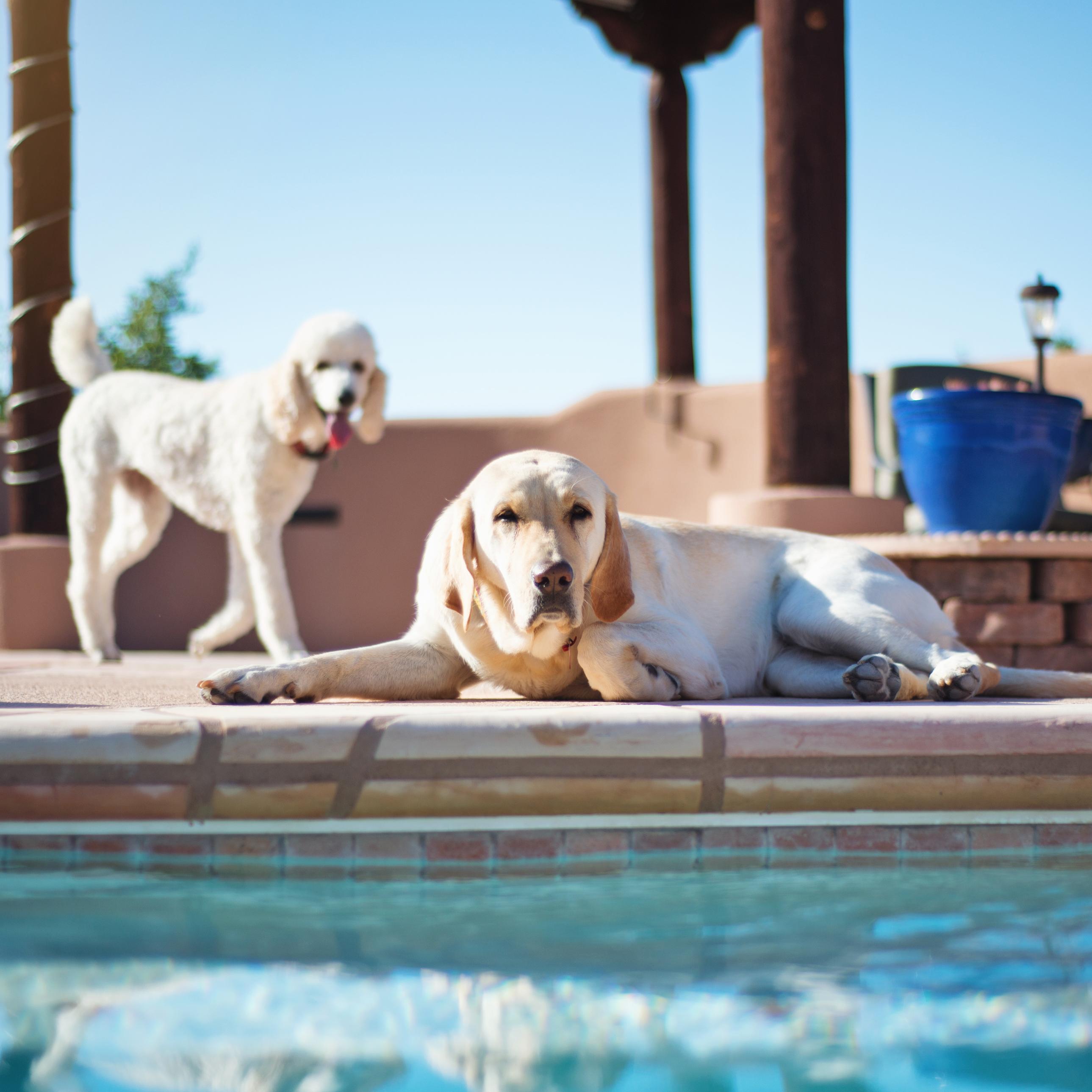 white poodle and yellow lab laying next too pool