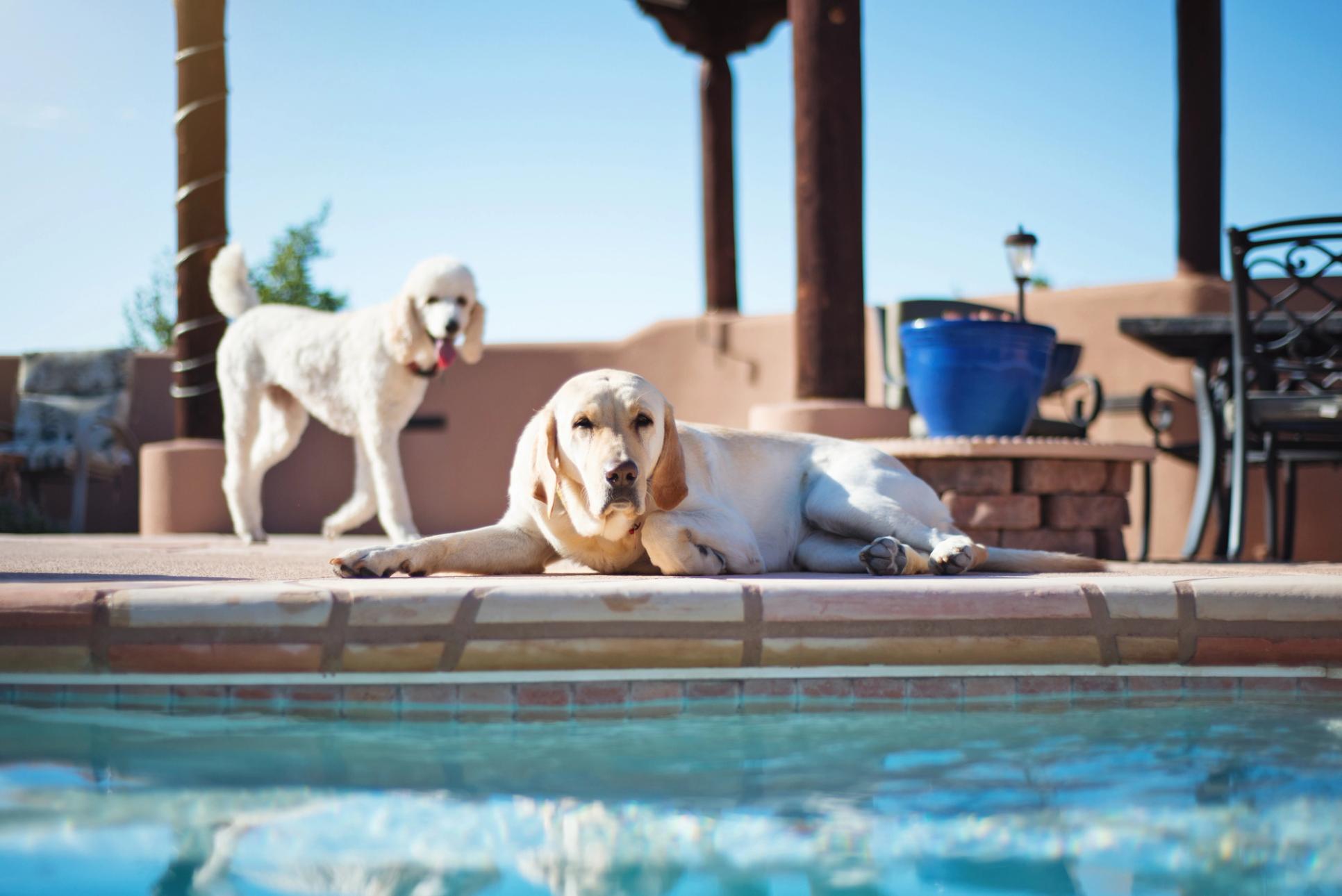 white poodle and yellow lab laying next too pool
