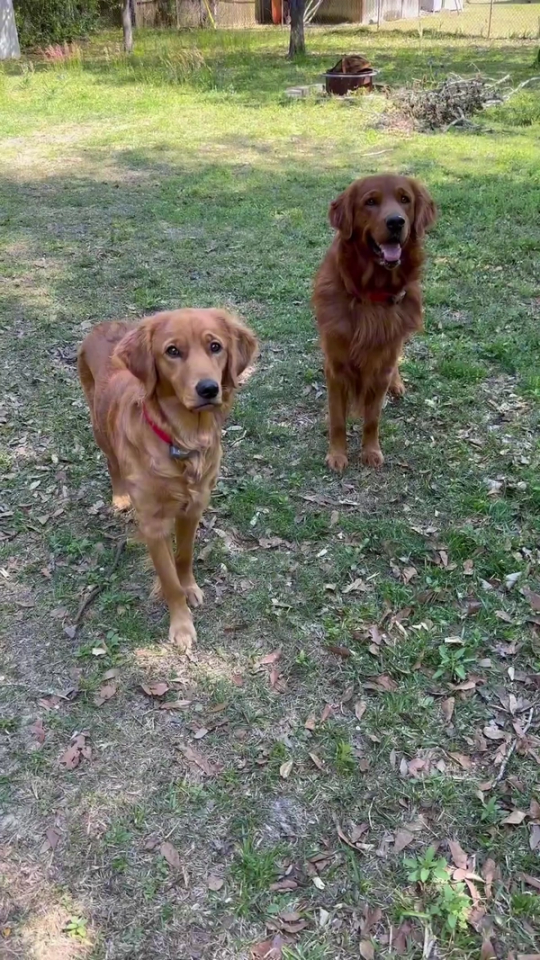 Multi-Dog: Two Dogs, One System