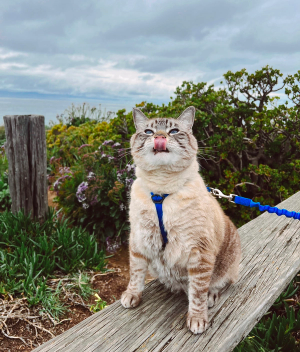 cat with leash and harness