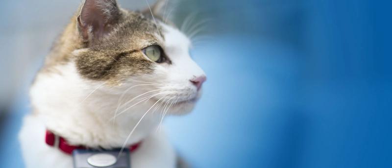 Beautiful Cat wearing Invisible Fence Brand collar.