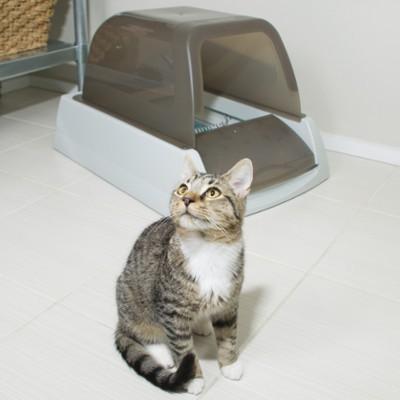 cat and litter box