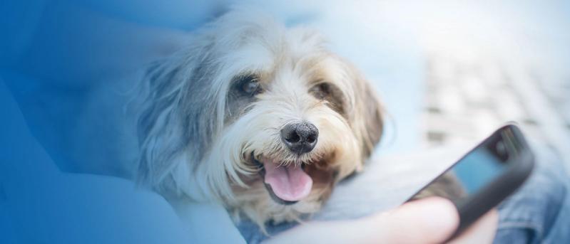 Dog sitting by person with cell phone in hand.