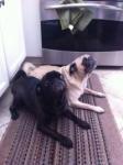 two pugs