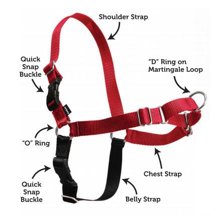 How To Fit The Easy Walk Harness PetSafe how-to-fit-the-easy-walk-harness-petsafe