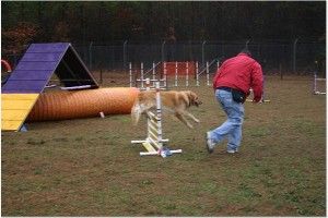 agility training at dog park