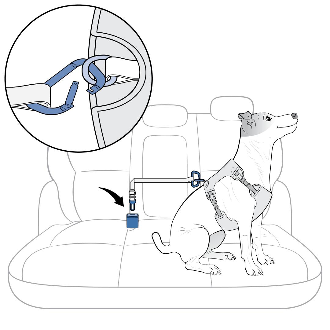Attach To Harness And Car Buckle