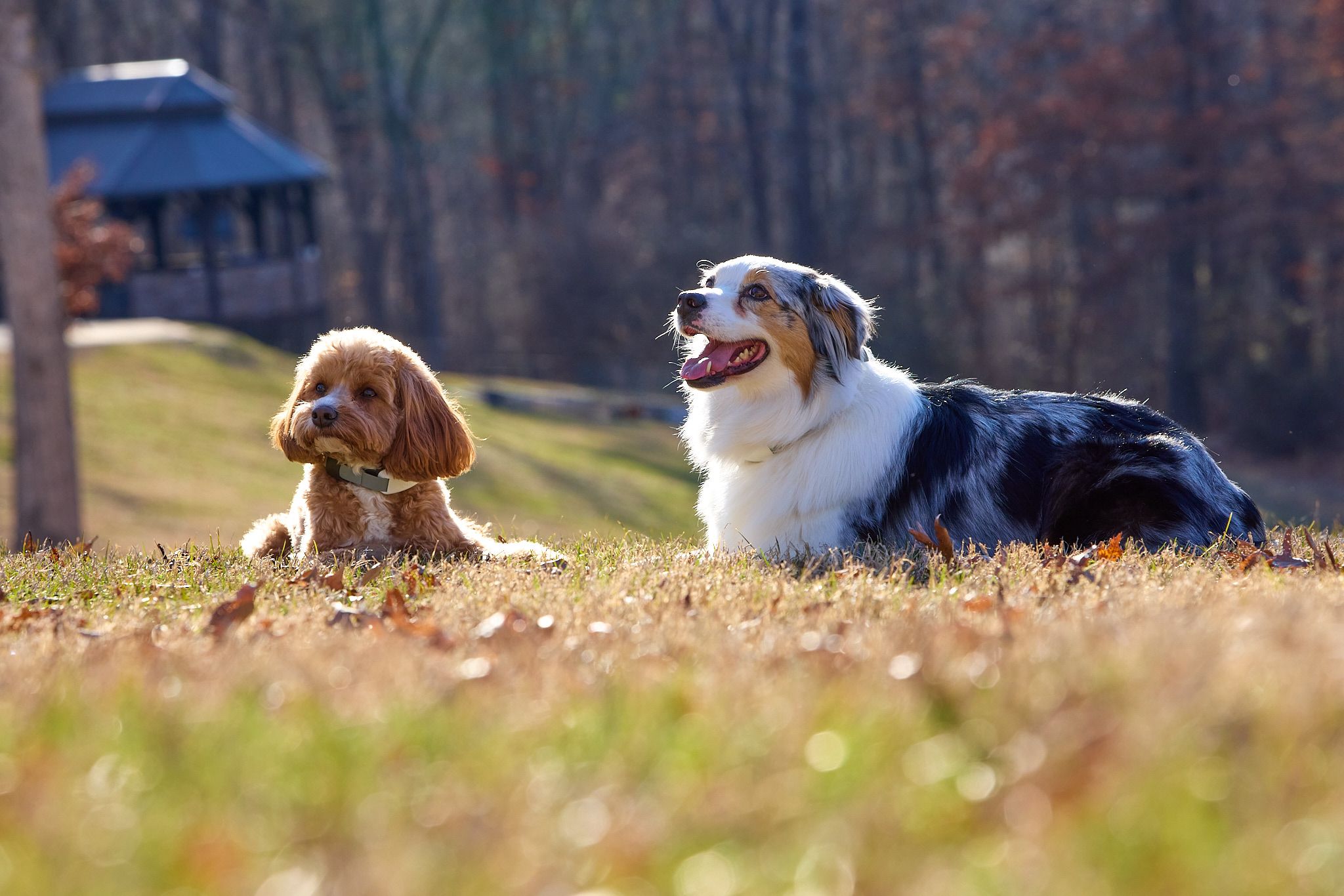 miniature golden doodle and Australian shepherd lay in yard wearing invisible fence gps fence