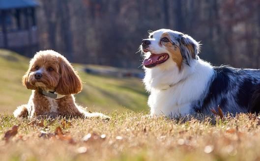 miniature golden doodle and Australian shepherd lay in yard wearing invisible fence gps fence