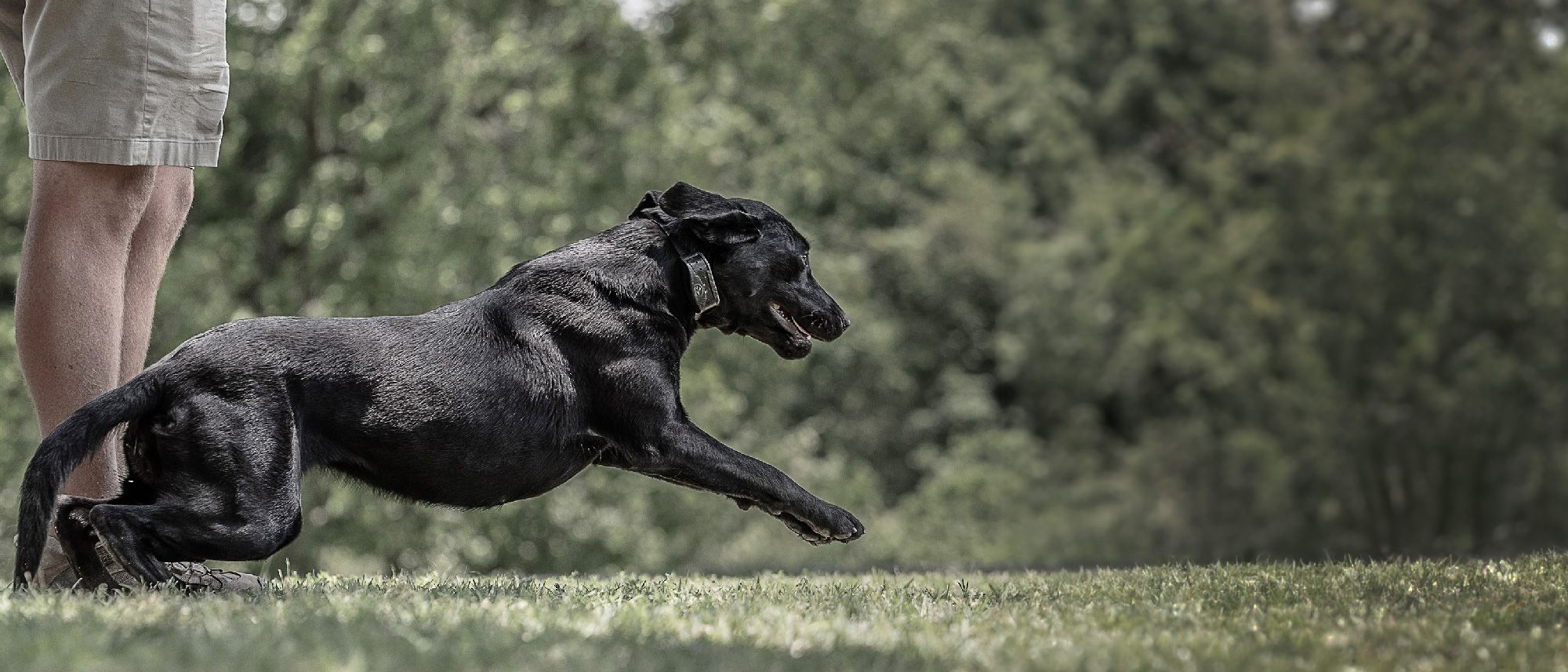Black lab wearing SportDOG e-collar in field