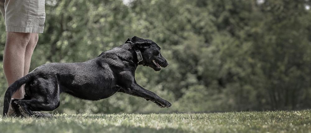 Black lab wearing SportDOG e-collar in field