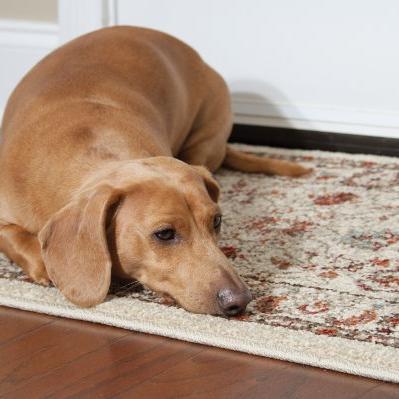 All in the family: Canine Aggression to Family Members