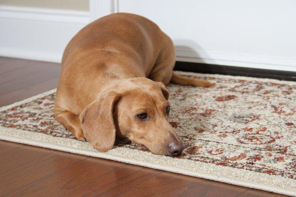 All in the family: Canine Aggression to Family Members