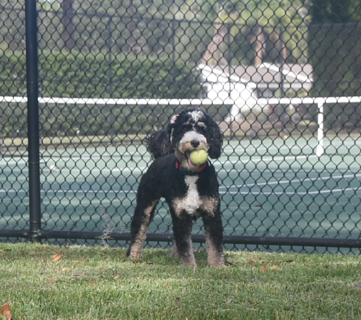 Dog playing with tennis ball outside near tennis court