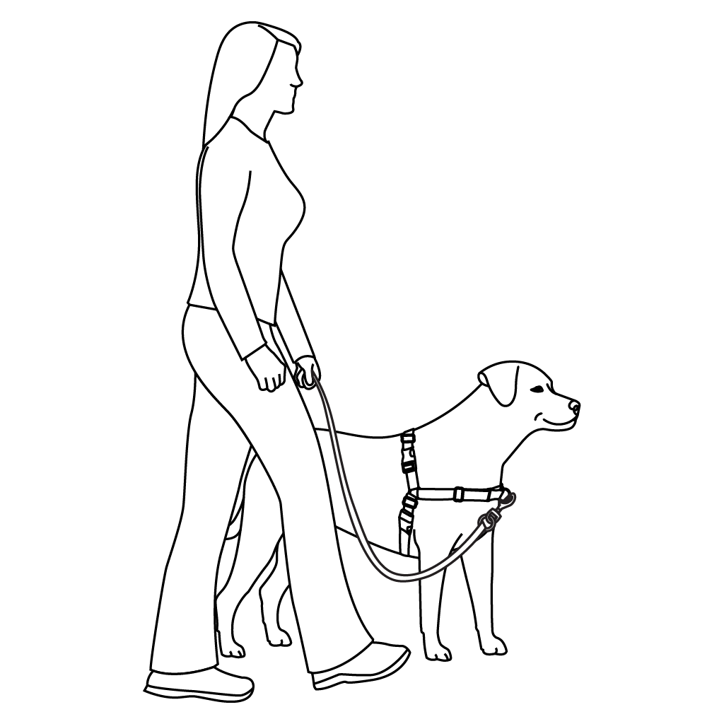 how-to-train-dog-easy-walk-harness-training-illustration1