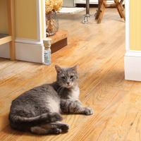 Cat lying on floor