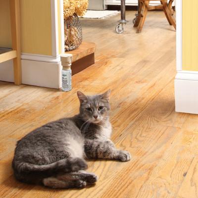 pet proofing barriers