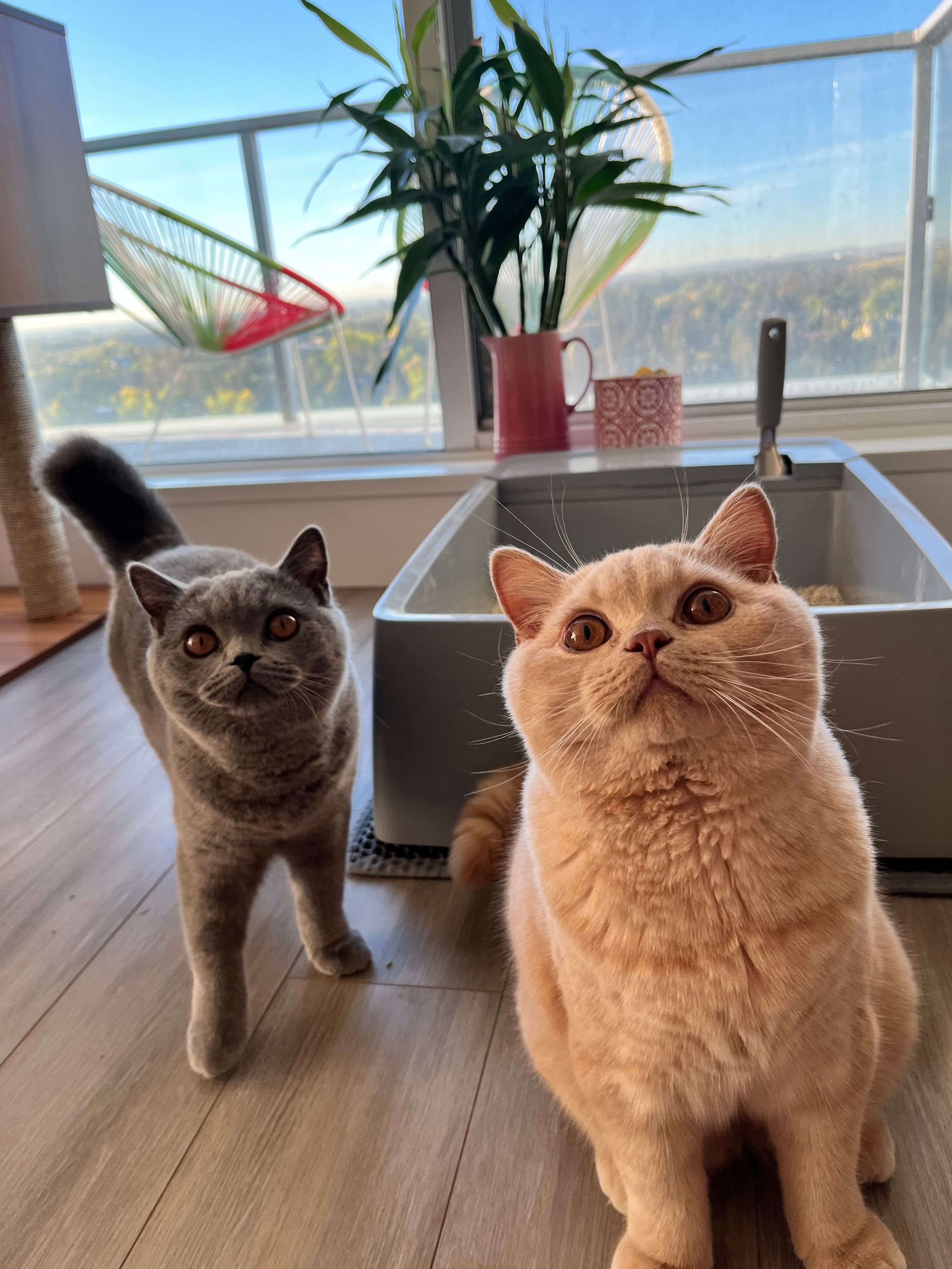 One gray and one orange cat standing in front of the PetSafe Multi-Cat Litter Box that’s placed in front of a window.
