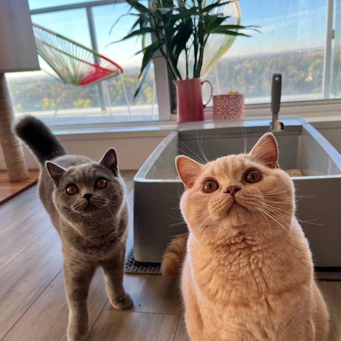 One gray and one orange cat standing in front of the PetSafe Multi-Cat Litter Box that’s placed in front of a window.