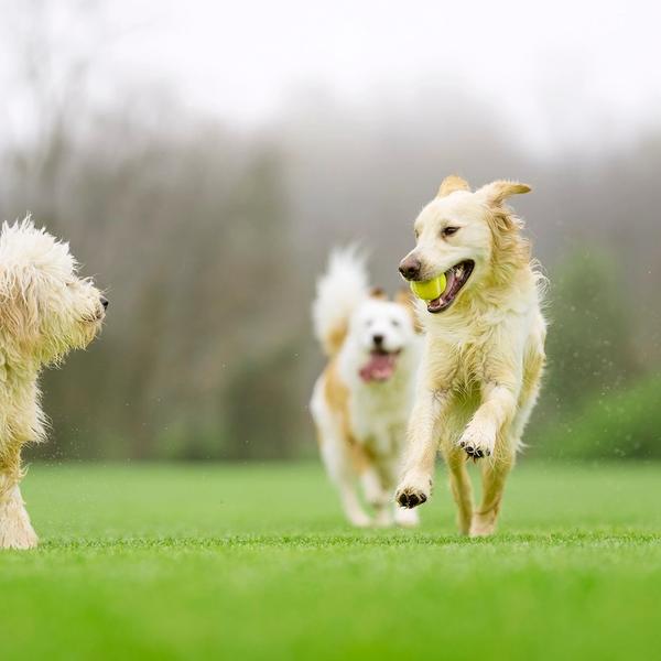 dogs playing and running
