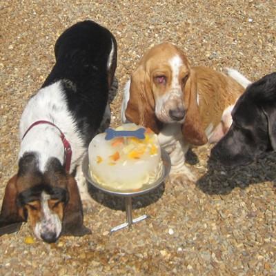 PetSafe Bearden Hill Doggie Day Camp