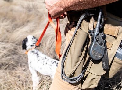 Dog and SportDOG trainer