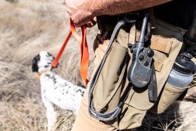 Dog and SportDOG trainer