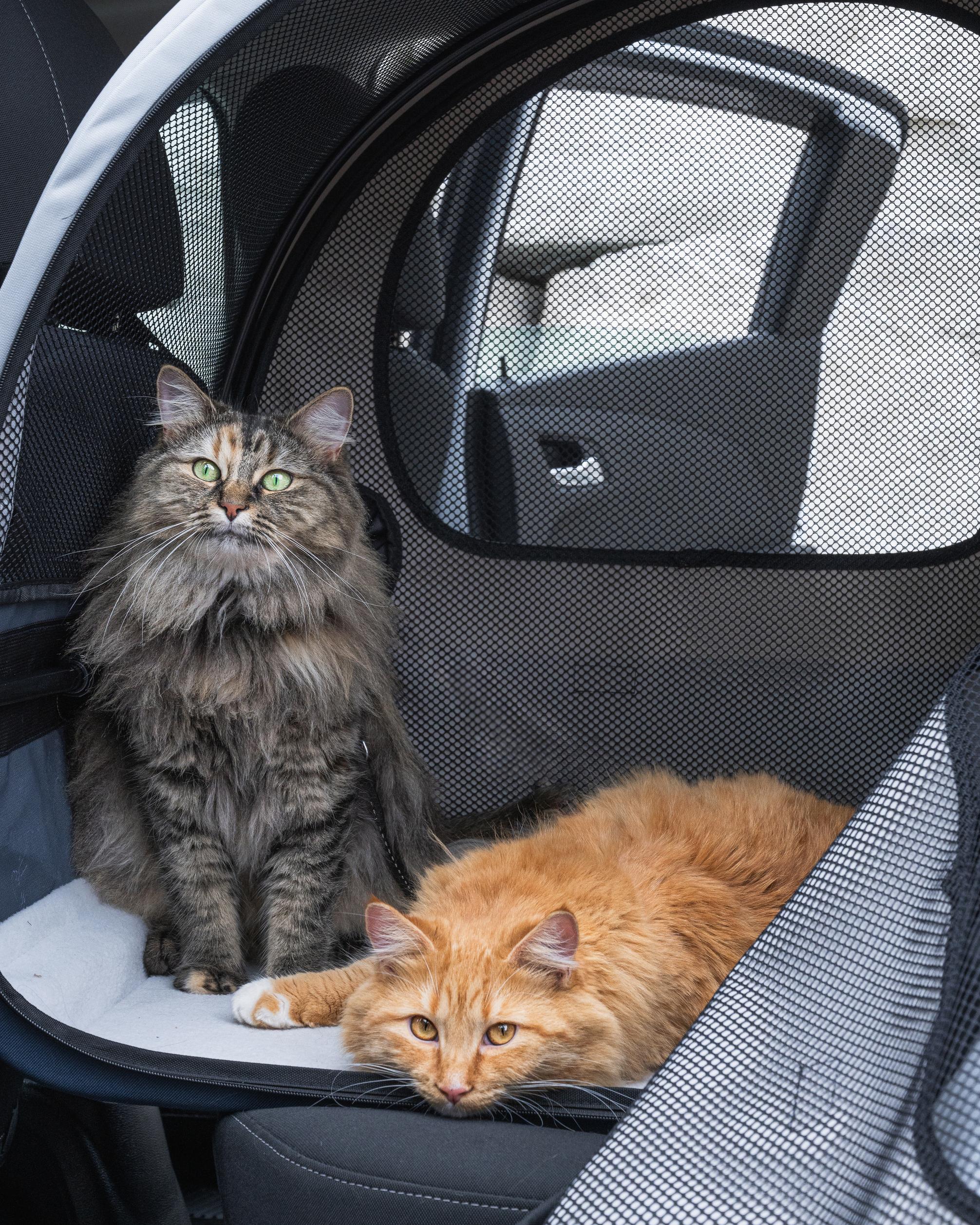 Cats sitting and relaxing in Happy Ride Collapsible Travel Crate