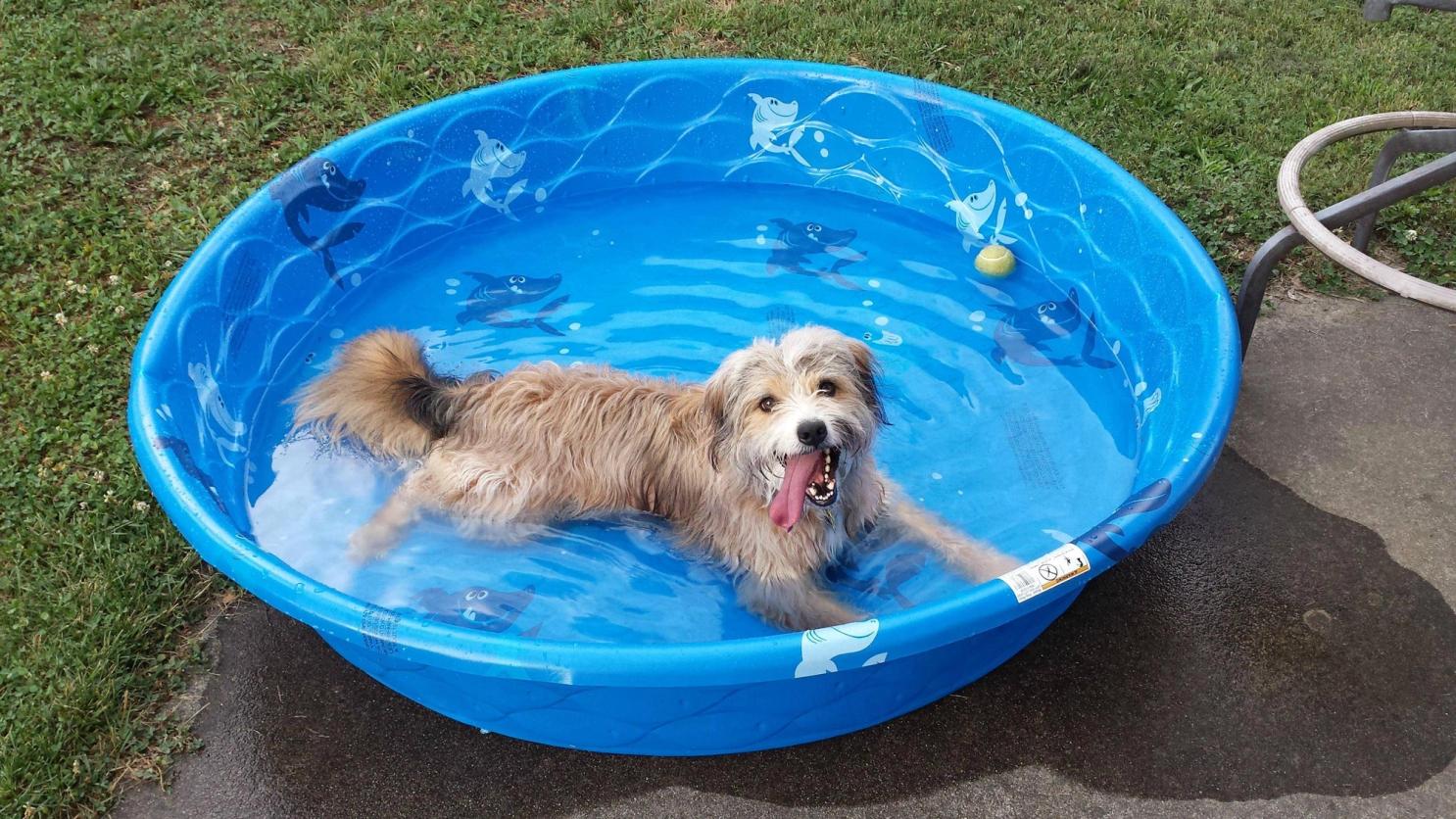 Dog laying in baby pool to cool off