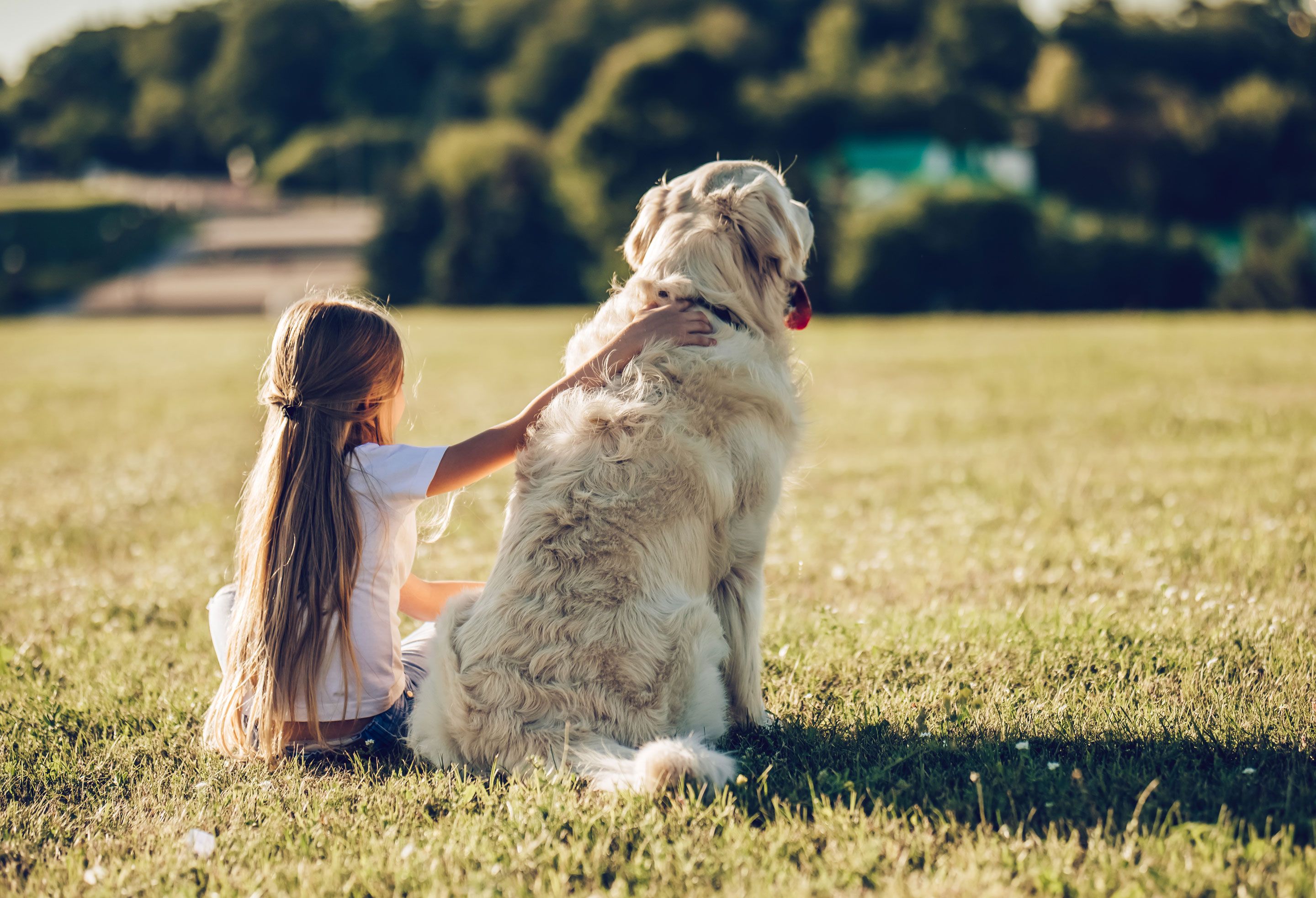 Best in ground dog fence sale