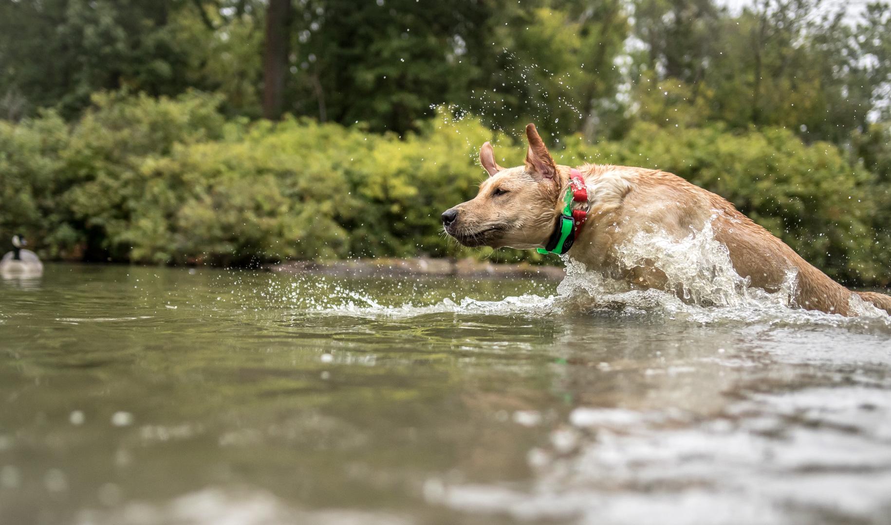 Yellow lab crashing through water with e-collar on. 