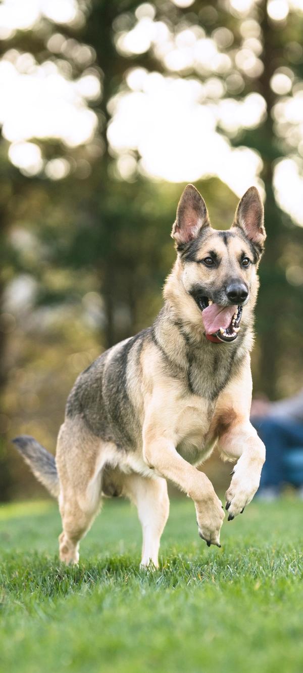 richiamo pubblicitario