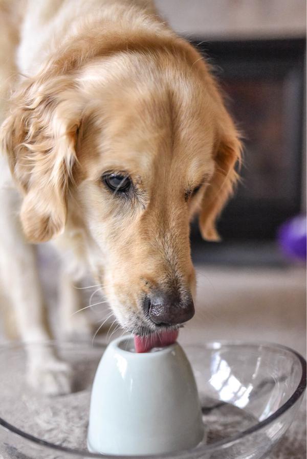 Older golden retriever dog drinking water from the PetSafe Sedona water fountain.