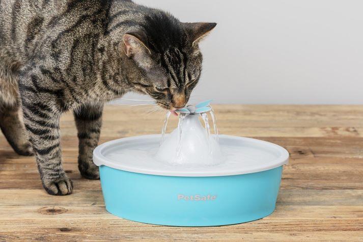 Cat drinking from fountain