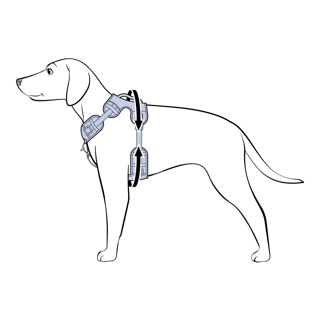 Measure Your Dogs Girth