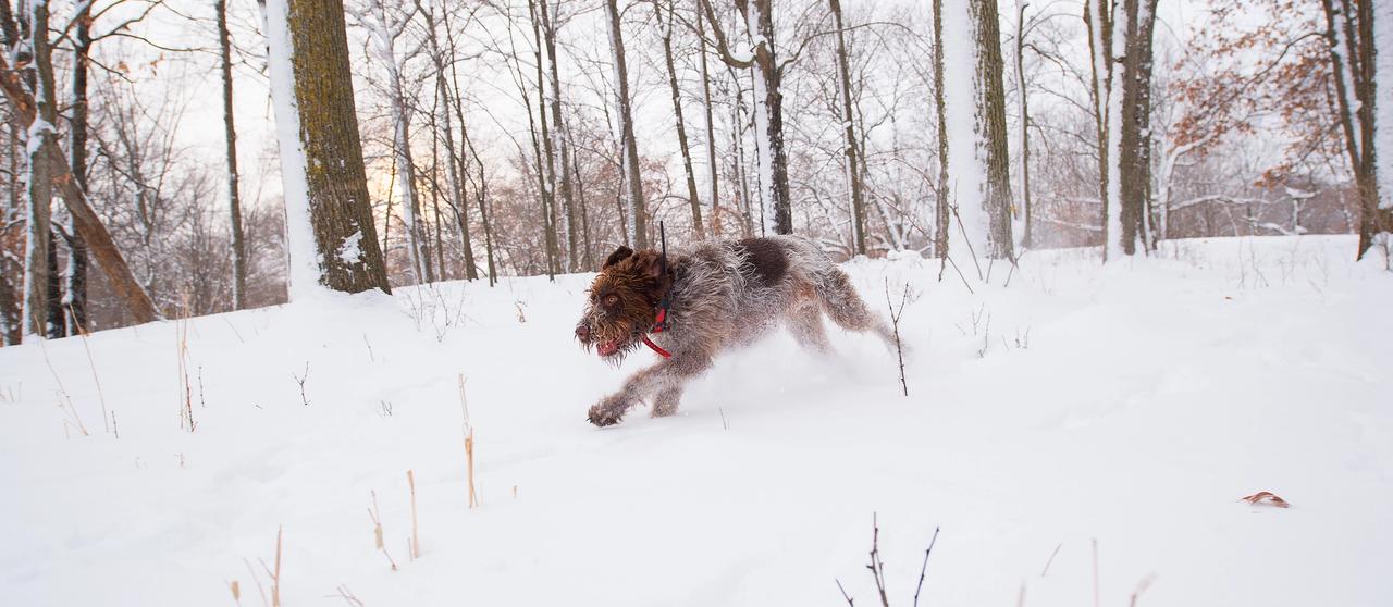 Draathar running through snow