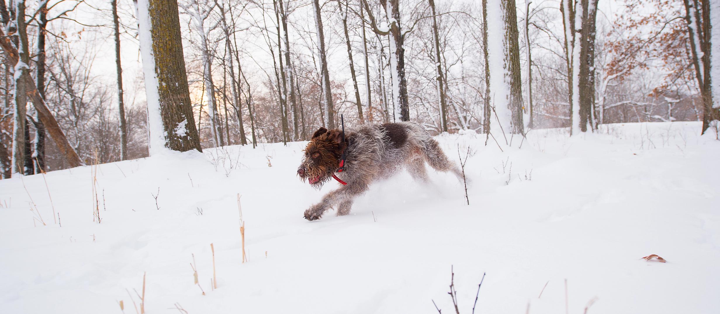 Draathar running through snow