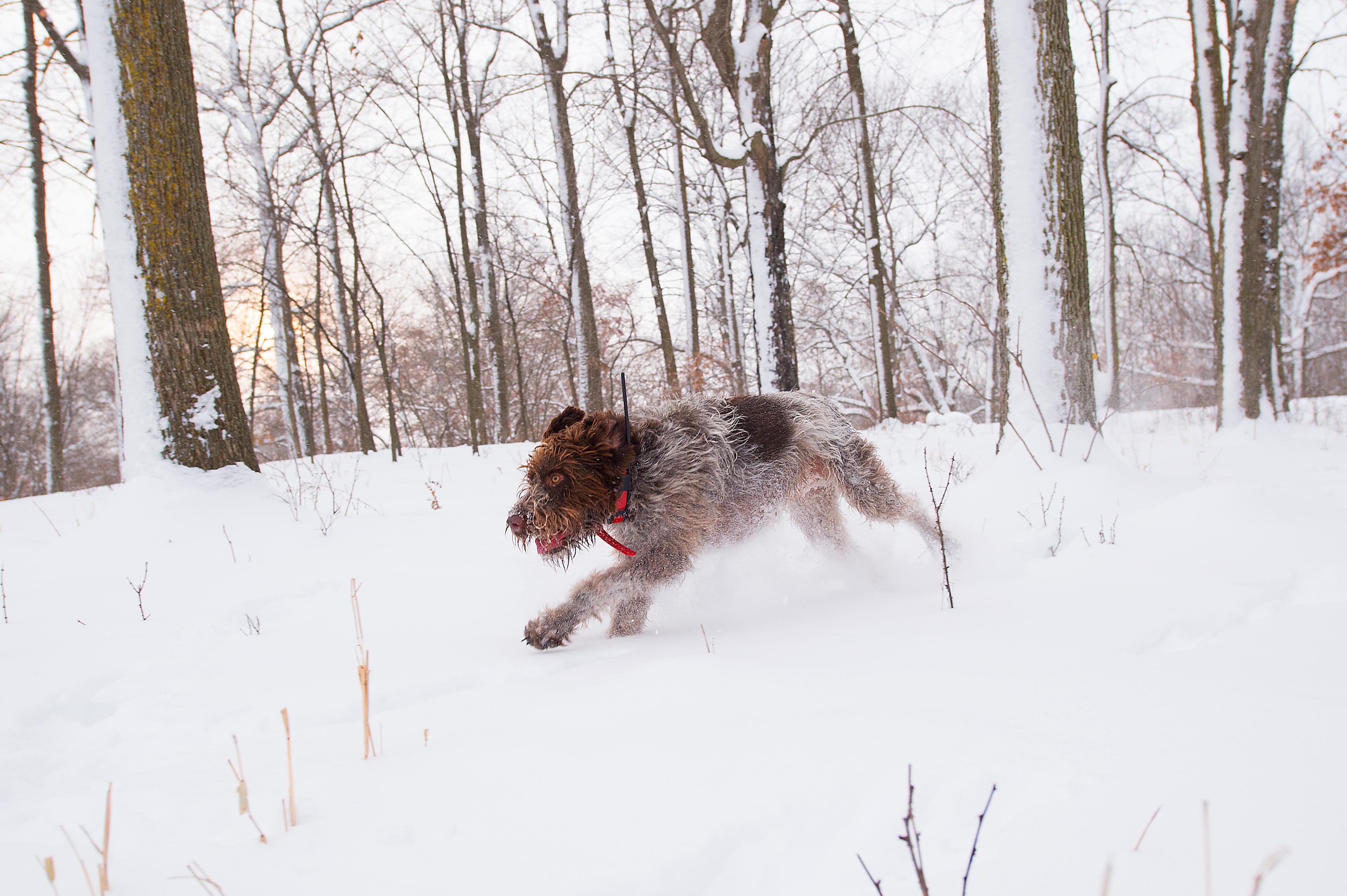 Draathar running through the snow.