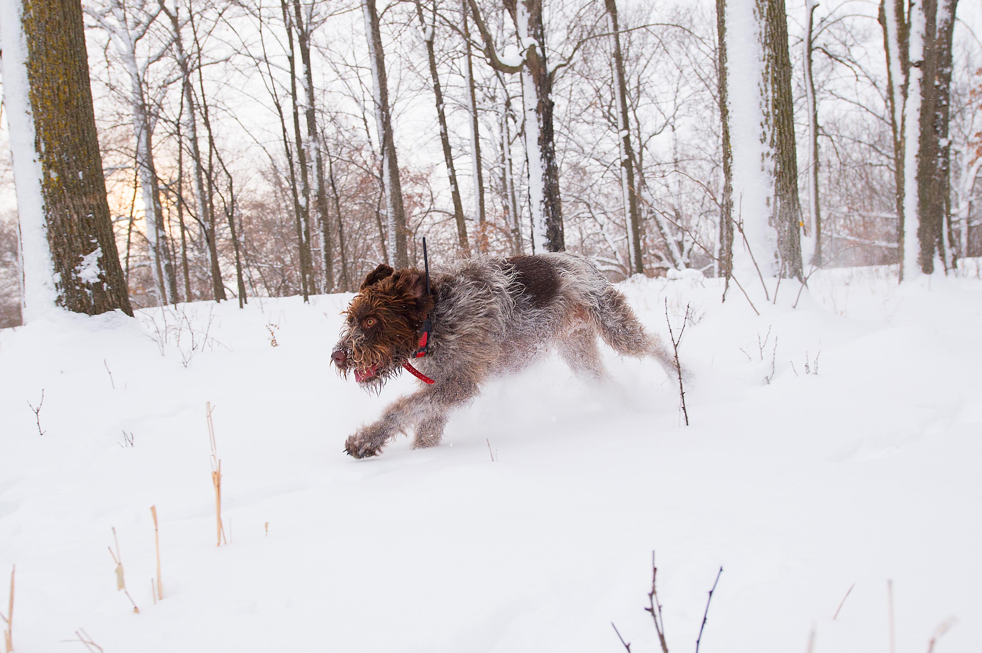 Draathar running through snow