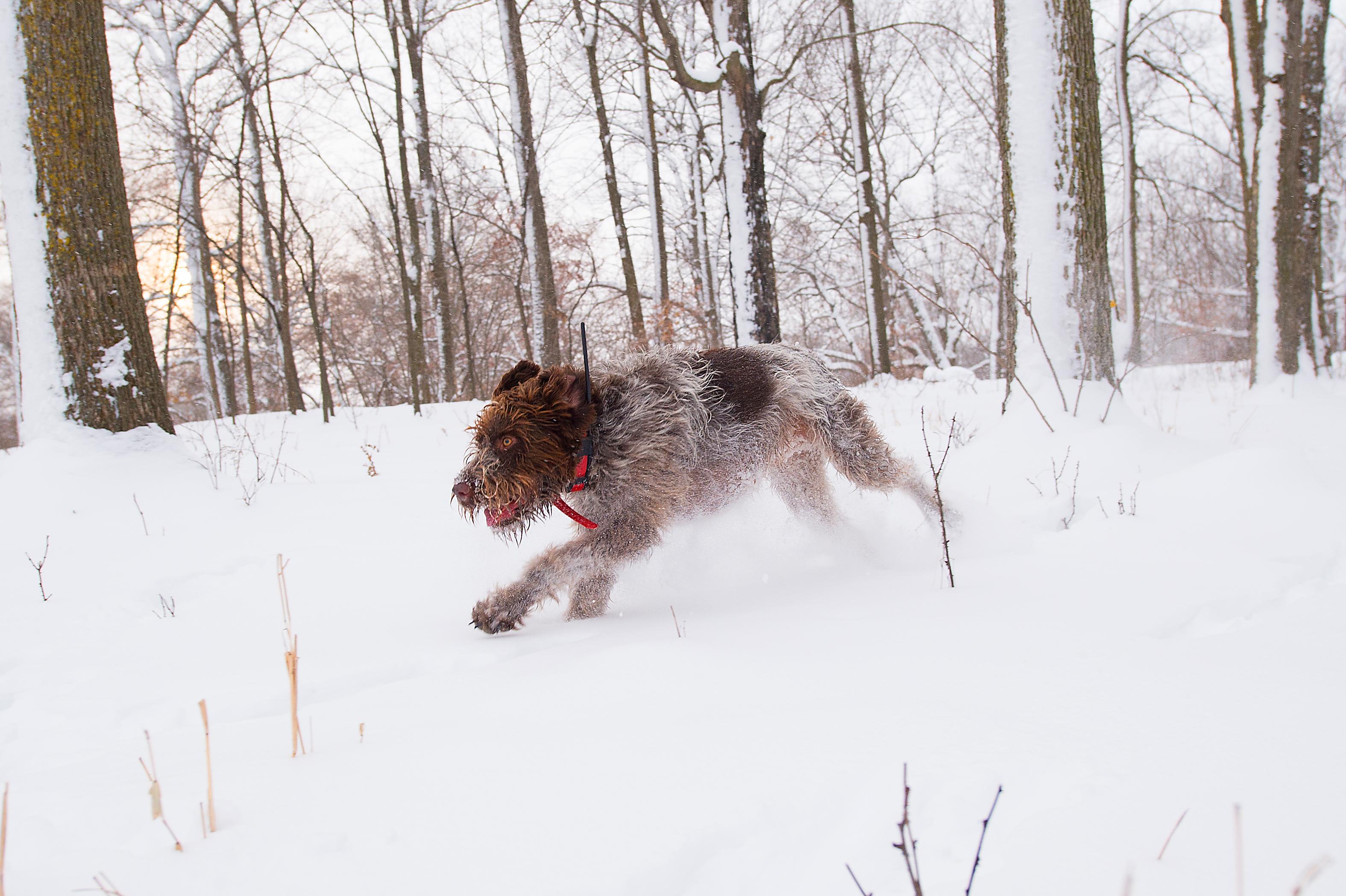 Proper Foot Care for Your Dog in the Season