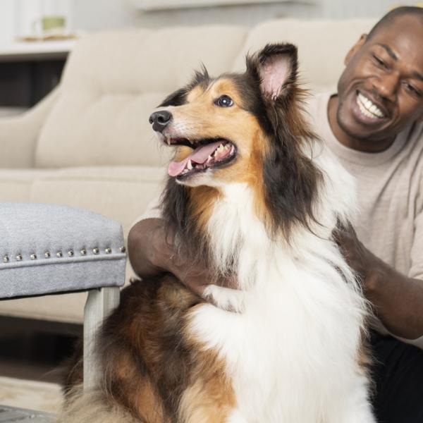 Man sitting in living room petting Collie dog