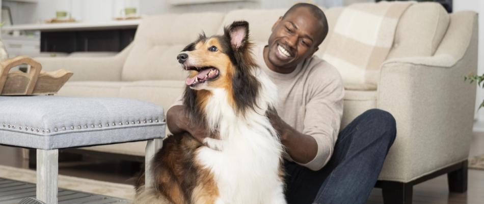 Man sitting in living room petting Collie dog