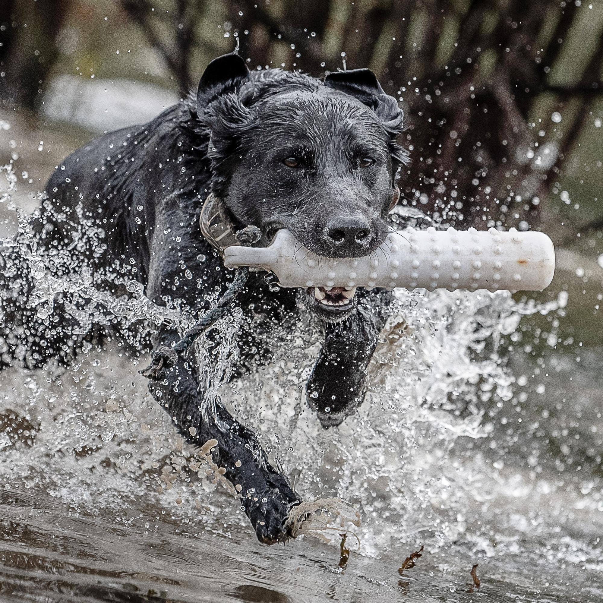 Retriever Training: The Transition to Water