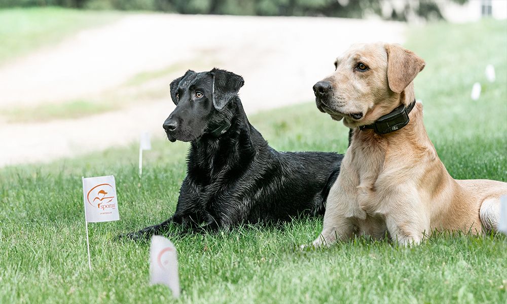 Dogs sitting in yard