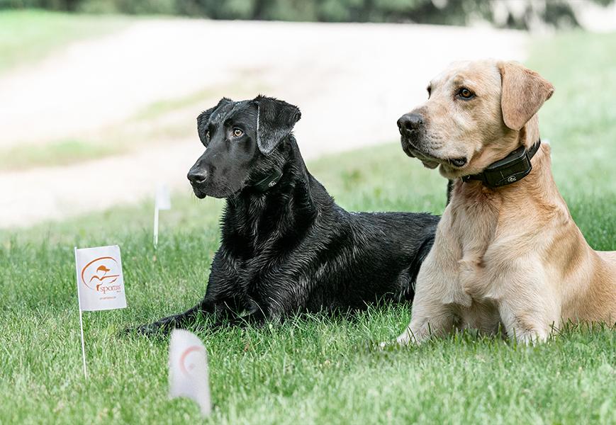 Black lab and yellow lab laying within containment boundary in yard