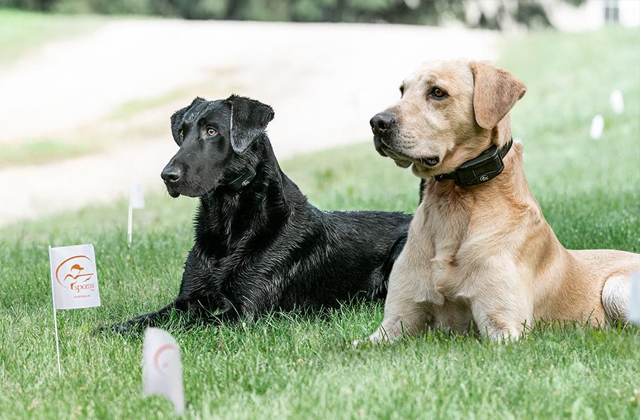 Dogs sitting in yard